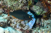 Scarus tricolor Perroquet 3 couleurs-Maldives Miyaru kandu-16m-20240427-da-DSC_7344_tn
